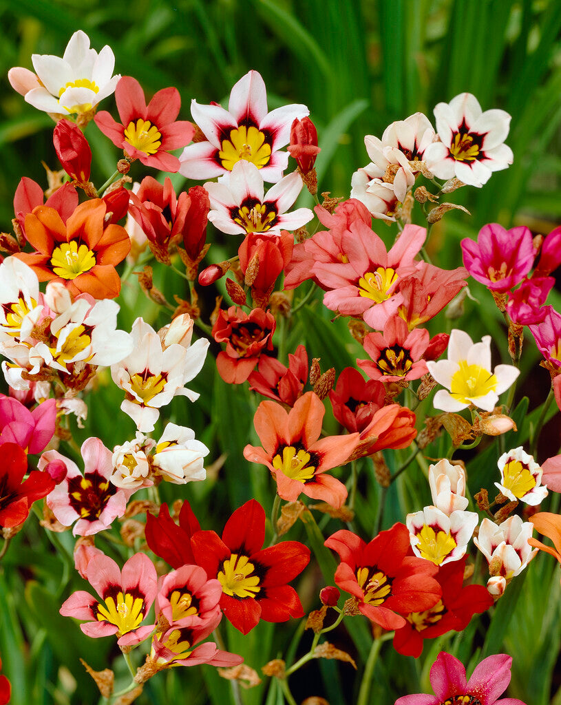 Sparaxis Blandet 20-pakning